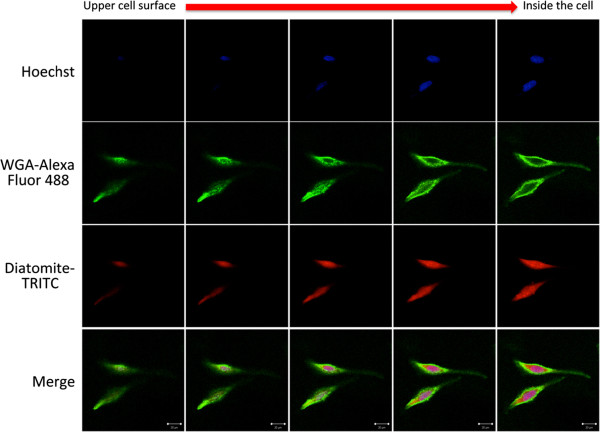 Figure 6