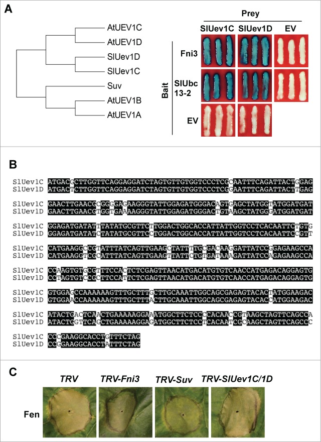 Figure 2.