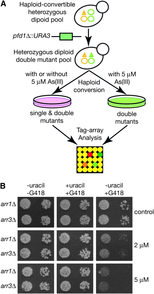 Figure 5.—