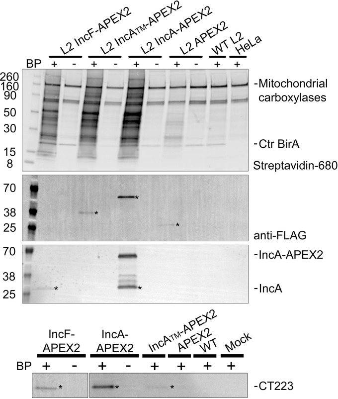 FIG 3