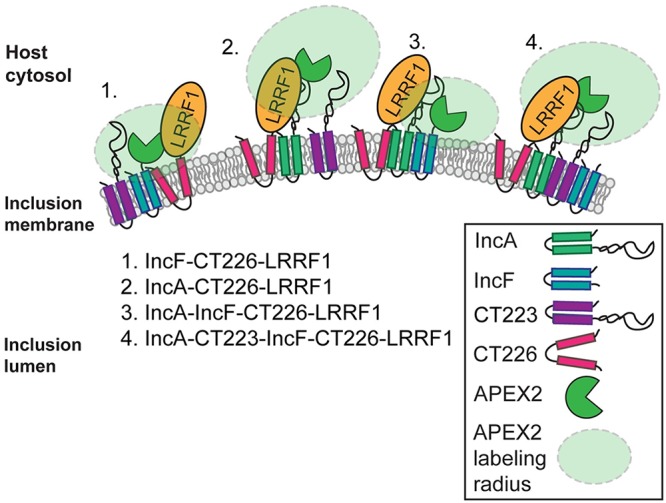 FIG 11