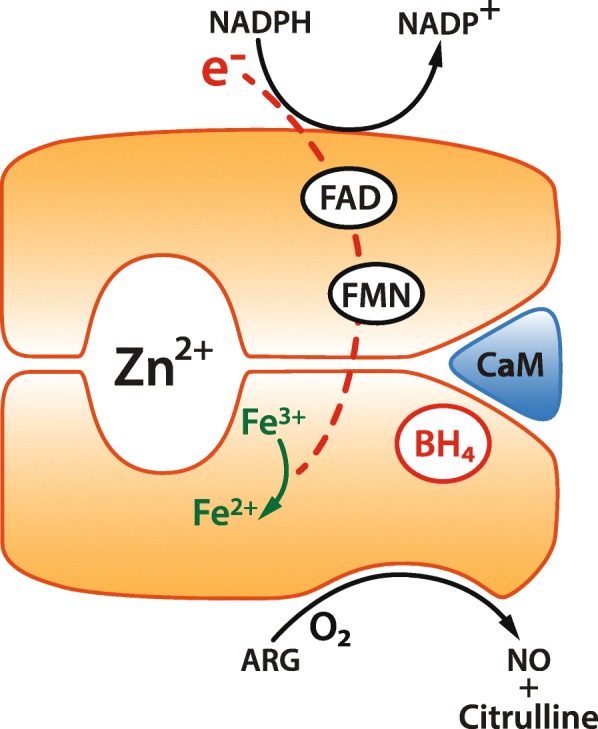 Fig. 1