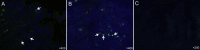 Fig. 5
