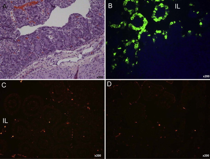 Fig. 1