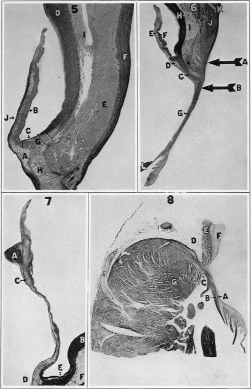 Fig. 5-6-7-8