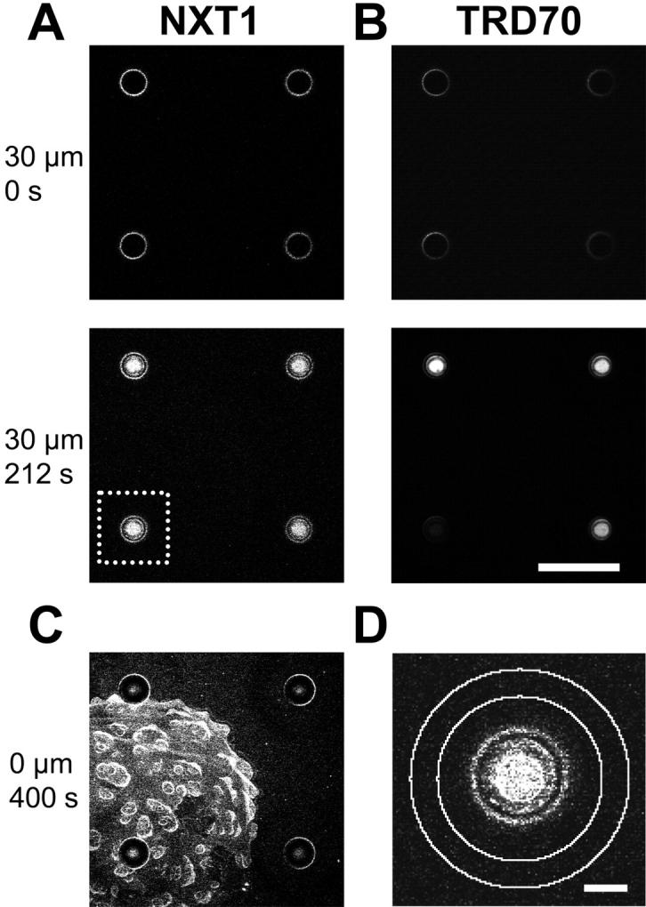 FIGURE 4