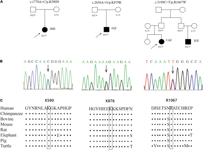 FIGURE 1