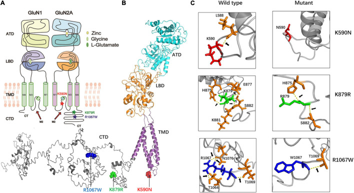 FIGURE 2