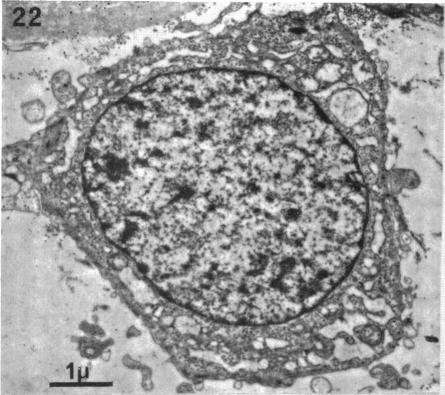 Fig. 22