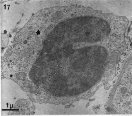 Fig. 17