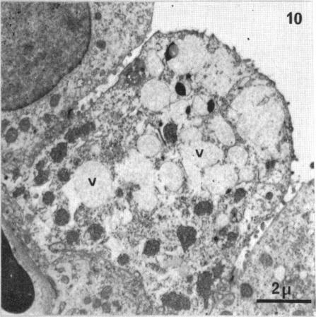 Fig. 10