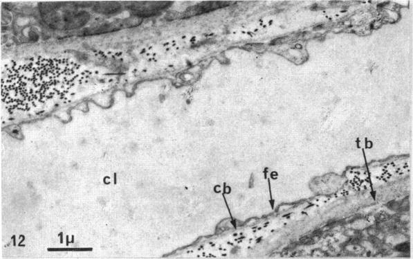 Fig. 12