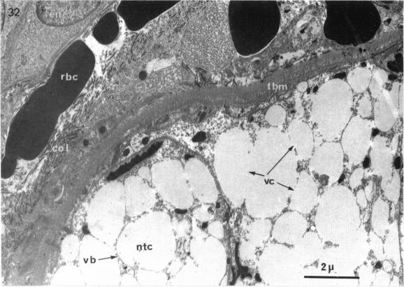 Fig. 32