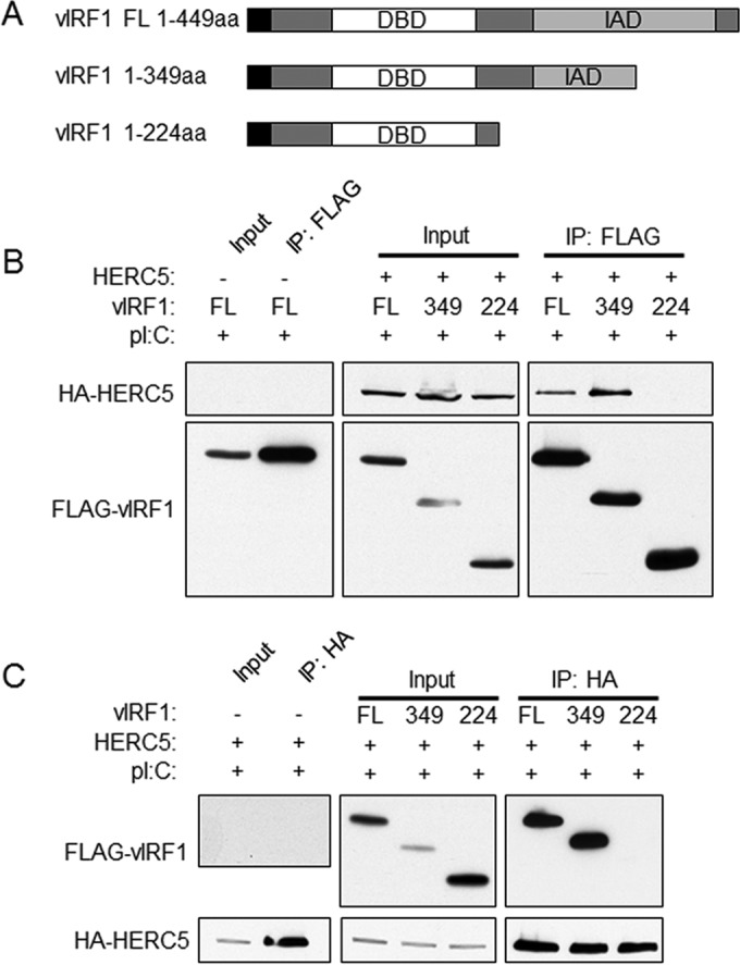 FIG 2