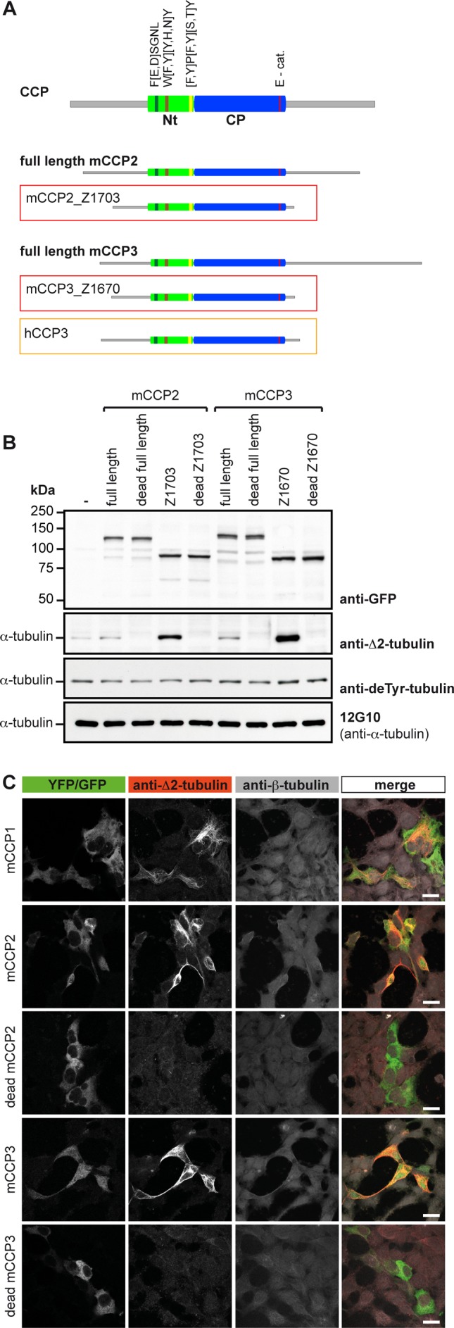 FIGURE 2: