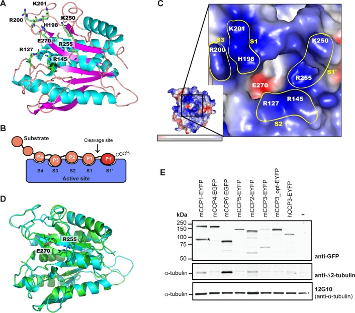 FIGURE 1: