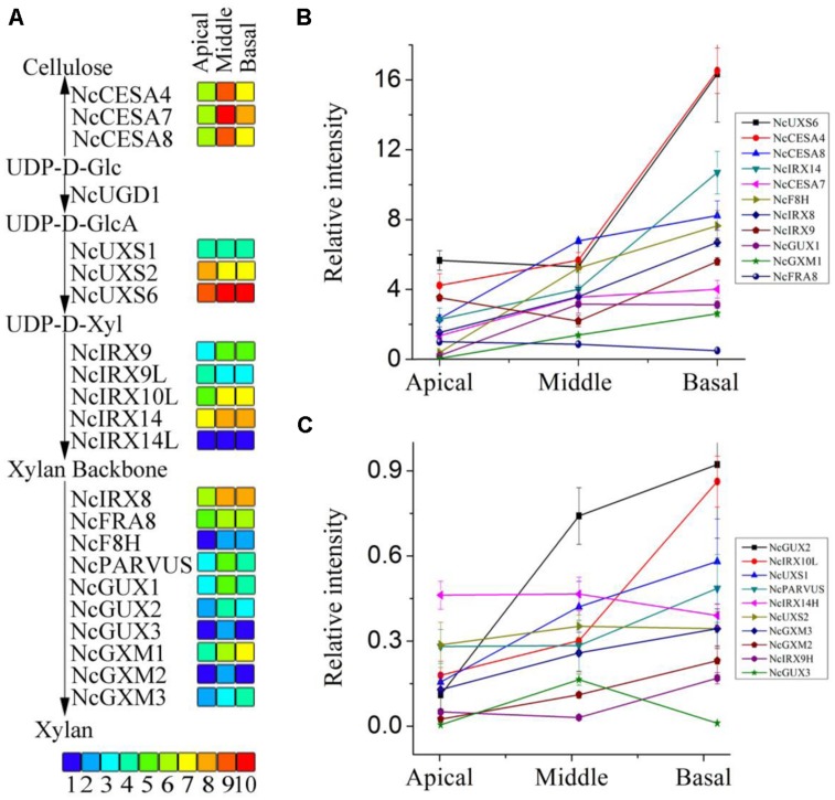 Biochemical and molecular changes associated with heteroxylan ...