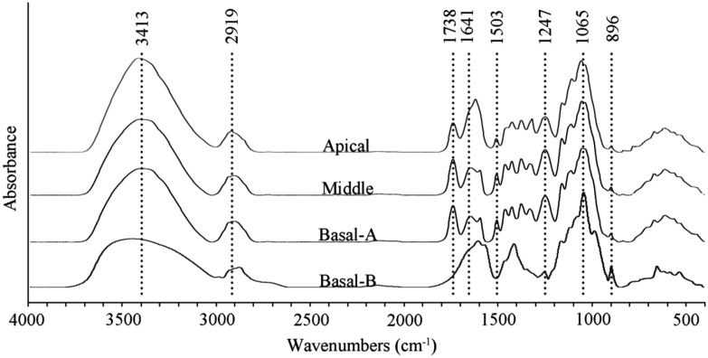 Biochemical and molecular changes associated with heteroxylan ...