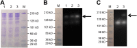FIG 2