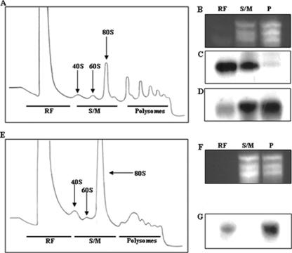 FIG. 5.