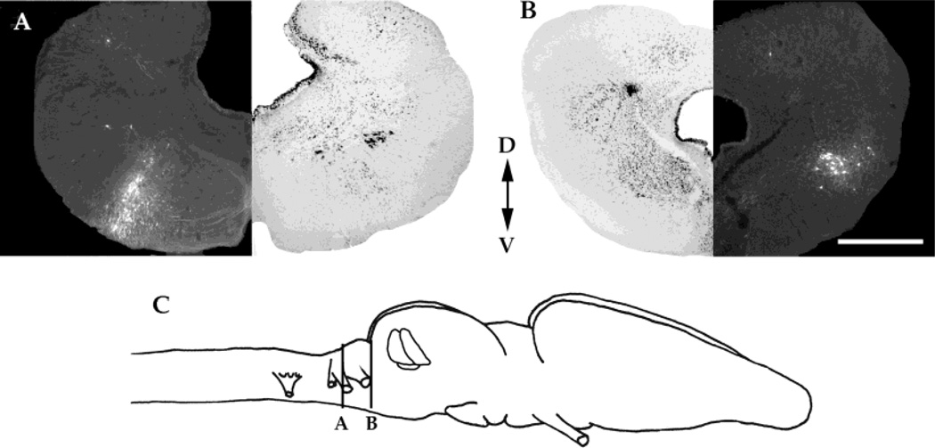 Fig. 7