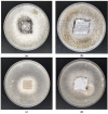 Figure 13