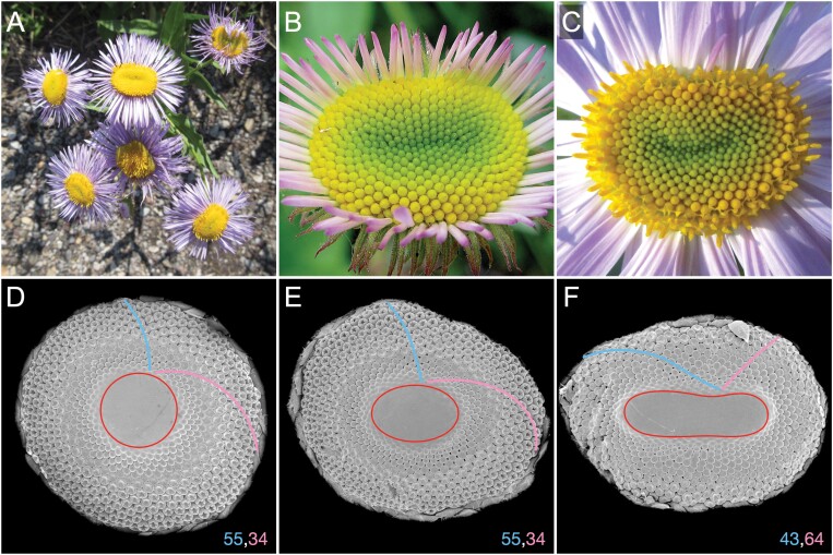 Fig. 1.