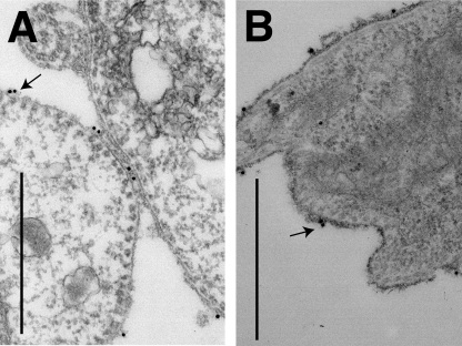 FIG. 8.