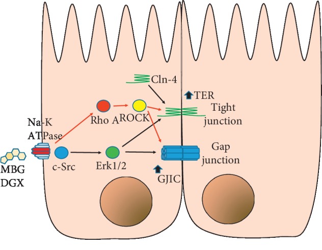 Figure 6