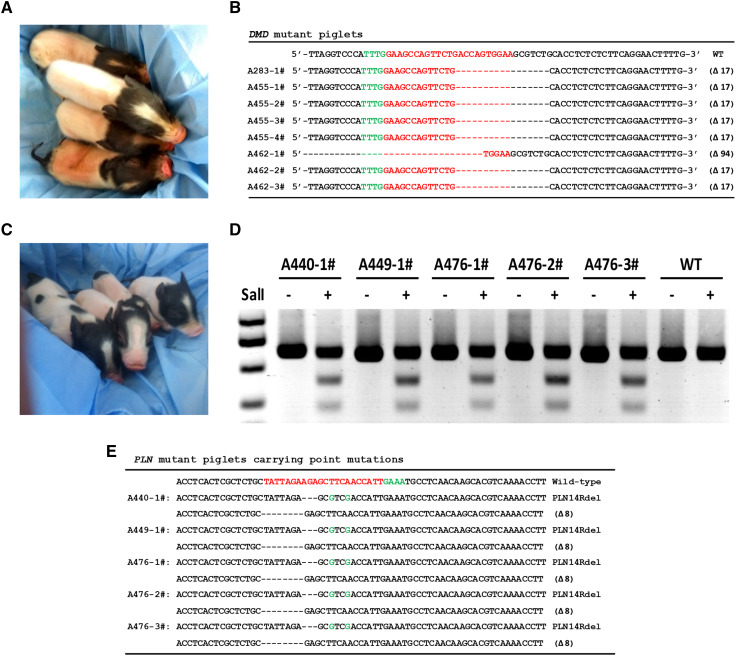 Fig. 4