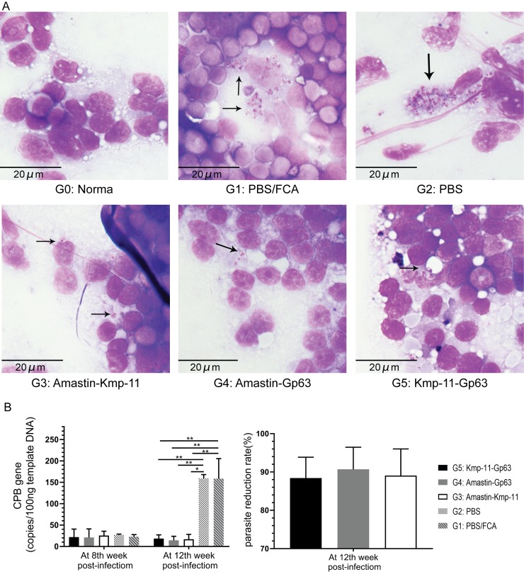 Fig 5