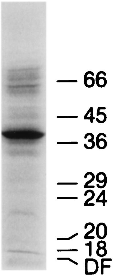 FIG. 1