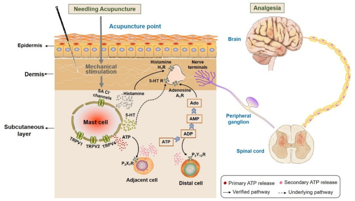 Figure 20