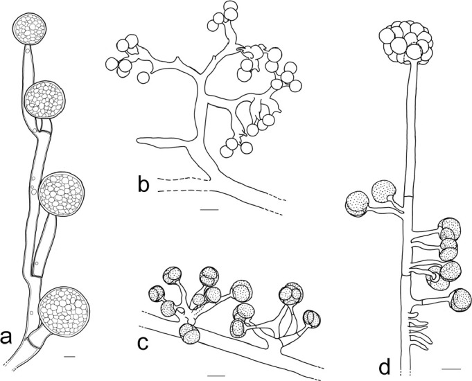 Fig. 12