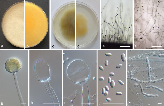 Fig. 17