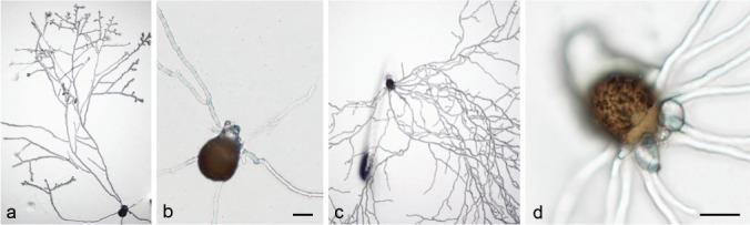 Fig. 22