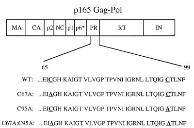 FIG. 1