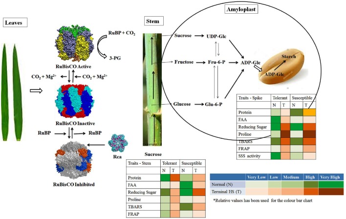 Figure 13