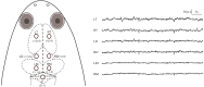 Fig. 5.