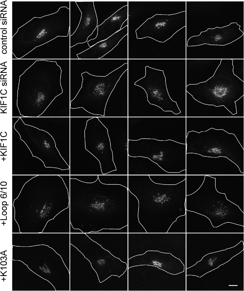 Figure 8—figure supplement 1.