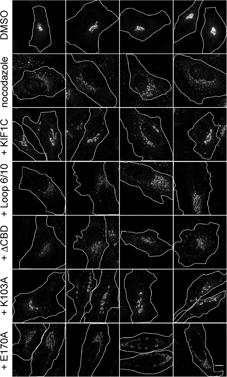 Figure 9—figure supplement 1.