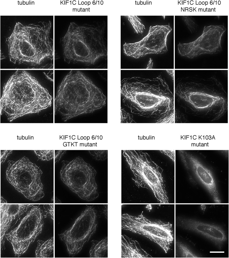 Figure 4—figure supplement 2.