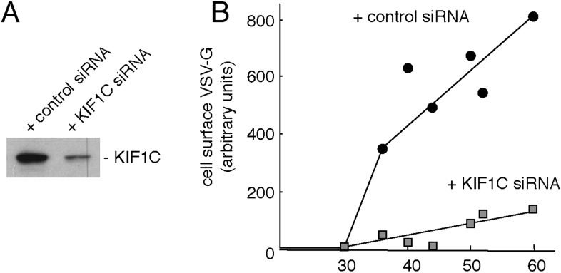 Figure 7—figure supplement 1.