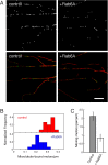 Figure 5—figure supplement 1.