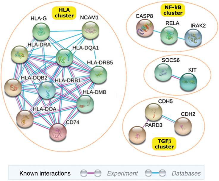 Figure 2. Protein–protein interaction (PPI) network of candidate genes. The PPI analysis demonstrates the high degree of significant interaction (high-confidence score ≥0.90) among the top candidate immune genes associated with overall HNSCC in NHW and African-Americans, OPC, non-OPC, and risk factors (i.e., HPV-positive OPC, smoking, overweight). These interactions were either experimentally determined (fuchsia line) or database curated (blue line). The interaction networks consist of 18 genes in four distinct clusters: (i) HLA cluster: eight HLA genes and two antigen-related genes, CD74/HLA-DG and NCAM1/CD56; (ii) NF-κB cluster: CASP8 ‒ NFkB-p65 ‒ IRAK2; (iii) TGFβ cluster: PARD3 ‒ CDH5 ‒ CDH2; and (iv) c-KIT signaling: SOCS6 ‒ cKIT. The figure was generated using the STRING. The detailed pair-wise interaction score is listed in Supplementary Table S3.