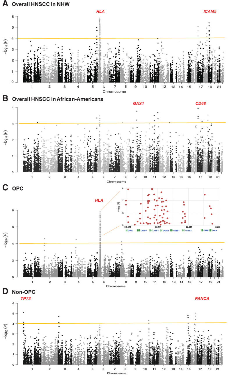 Figure 1. Manhattan plots of −Log10 (P) versus chromosomal position of the association results of immune gene variants in the MVP-HNSCC study. A total of 1,576 immune-related genes (16,050 common and low-frequency variants) were evaluated in this analysis. A, Risk of overall HNSCC in NHW: 3,266 cases versus 13,064 controls. B, Risk of overall HNSCC in African-Americans: 549 cases vs. 2,196 controls; C, Risk of OPC and HLA regional plot: 1,823 OPC cases versus 7,292 controls. D, Risk of non-OPC: 2,189 cases versus 8,756 controls. The y-axis shows the -log10 P values and the x-axis shows the chromosomal positions. The dashed horizontal lines represent the study-wide significant threshold of P = 5 × 10−4. The HLA association showed consistent effects on the overall HNSCC, OPC, and non-OPC analyses. The association results were based on the discovery study.