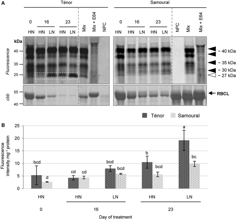 FIGURE 4