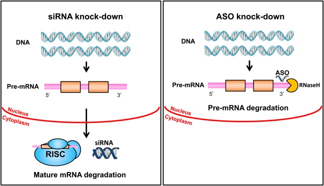 Figure 1.