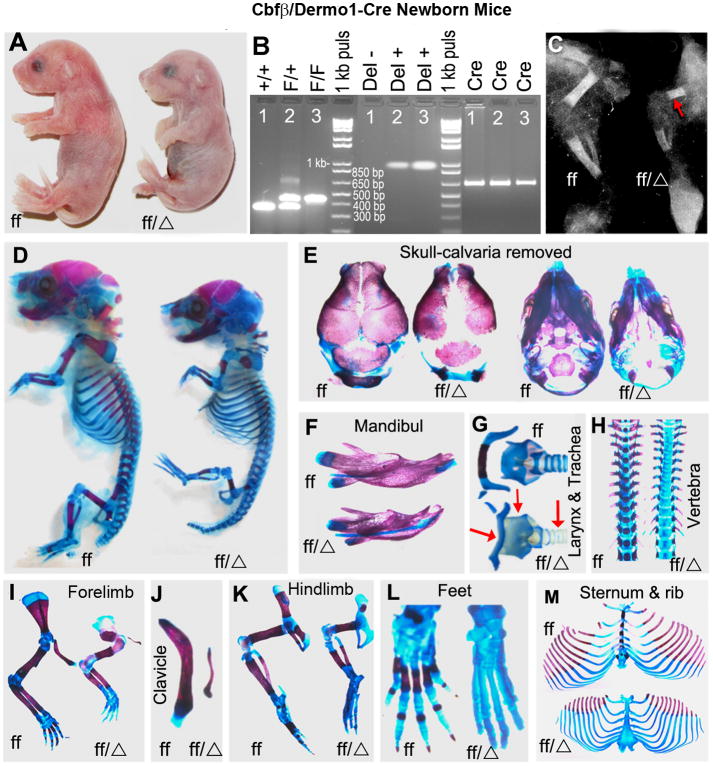 Fig.1