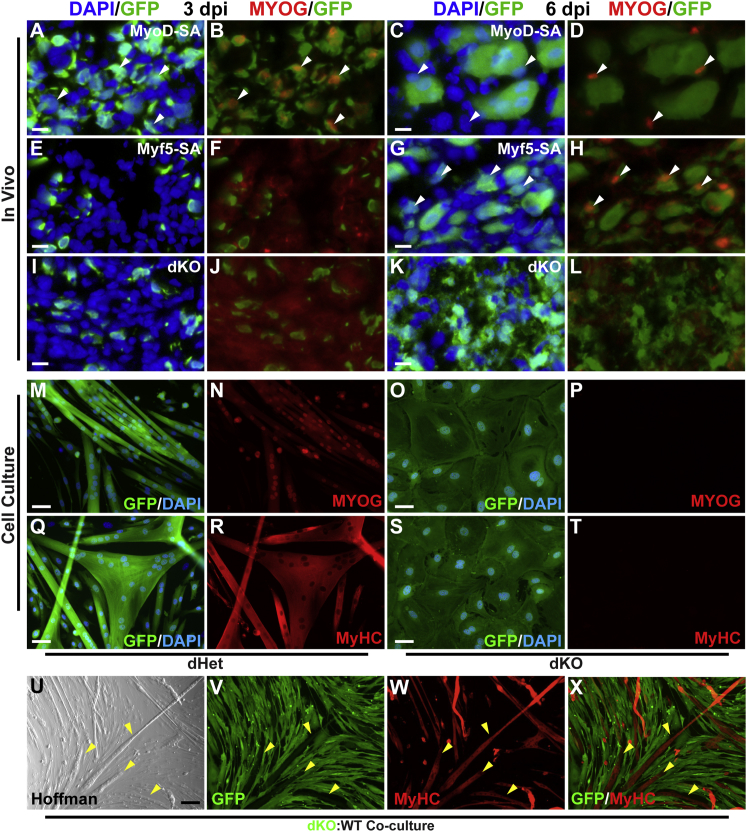 Figure 2